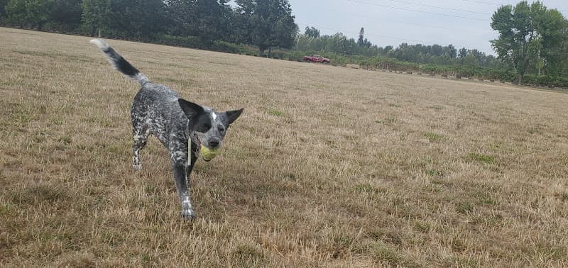 Dog walker Minto-Brown Island Off-Leash Dog Park Salem