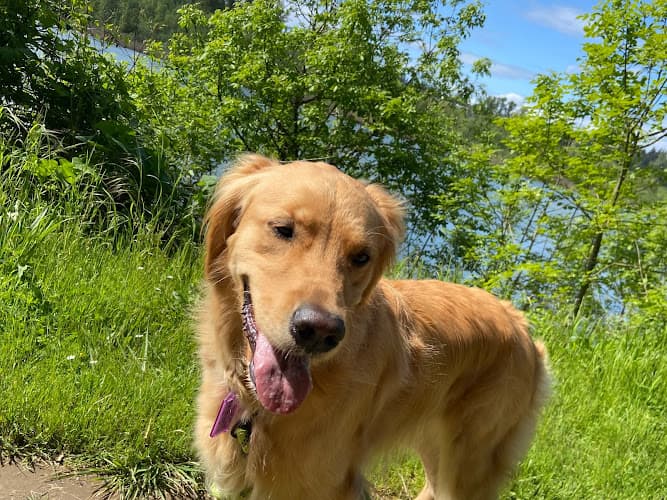 Dog walker Minto-Brown Island Park Salem