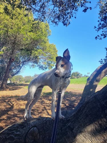 Dog walker Mira Vista Field Richmond