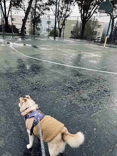 Dog walker Mission Hills Park Daly City