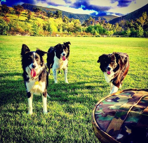Dog walker Mohnacky Animal Hospitals of Escondido Escondido
