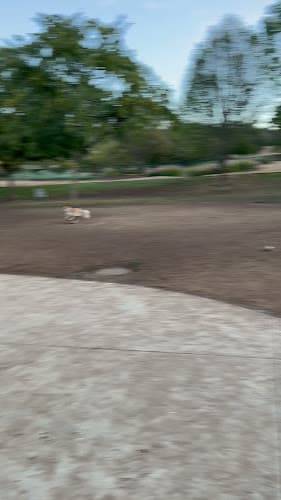 Dog walker Montiel park San Marcos