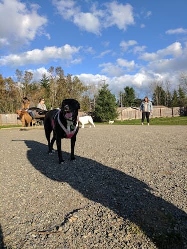 Dog walker Morrill Meadows Park Kent