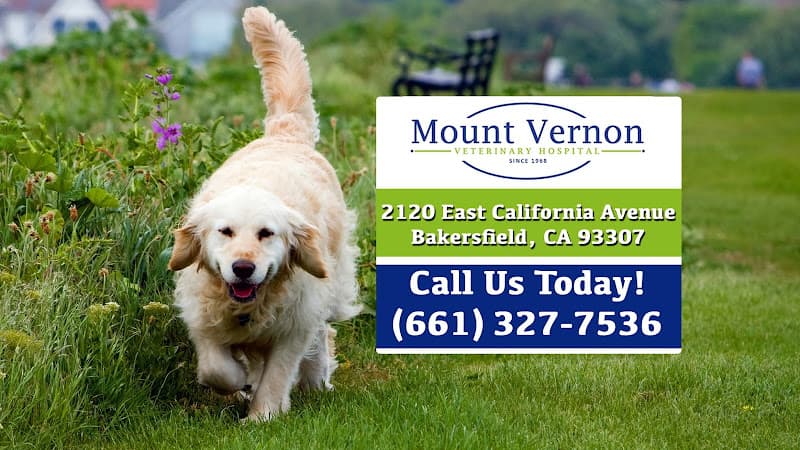 Dog walker Mt. Vernon Veterinary Hospital Bakersfield