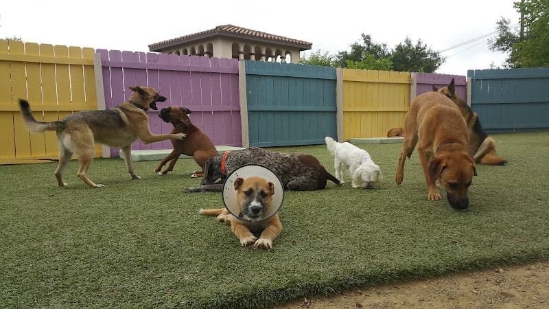 Dog walker Muddy Paws Country Spa Escondido