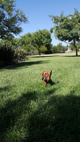 Dog walker Mulberry Park San Marcos