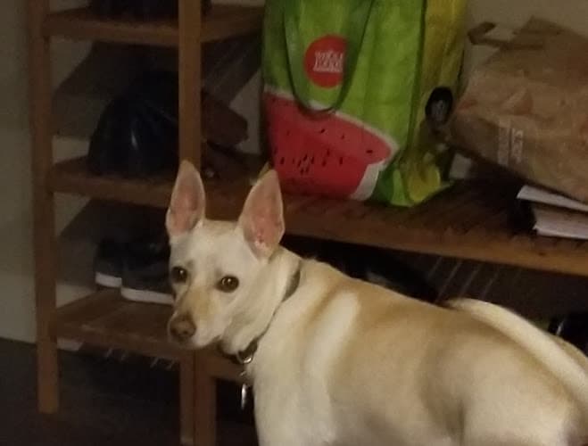 Dog walker newcastle dog walking & cat sitting services Bellevue