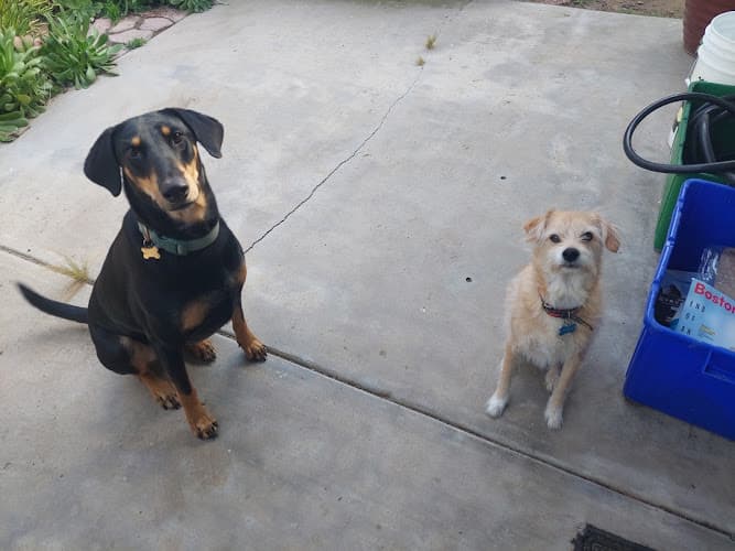 Dog walker Nicole's Dog Walking and Pet Care Carlsbad