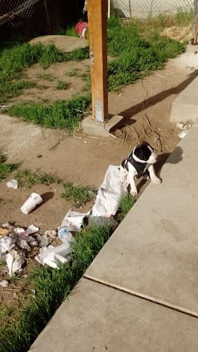 Dog walker Nile Point Veterinary Hospital - Norman Lohr DVM Bakersfield