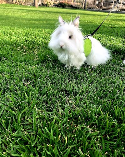 Dog walker Noah's Ark Animal Hospital Fullerton