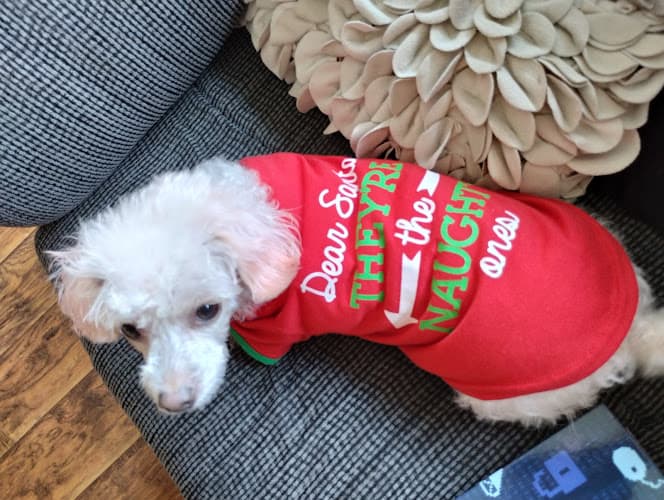 Dog walker Nordahl Pet Clinic San Marcos