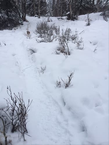 Dog walker North Gasline Trail Dog Park Anchorage