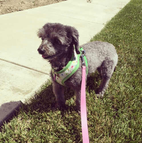 Dog walker OCDogWalking Anaheim
