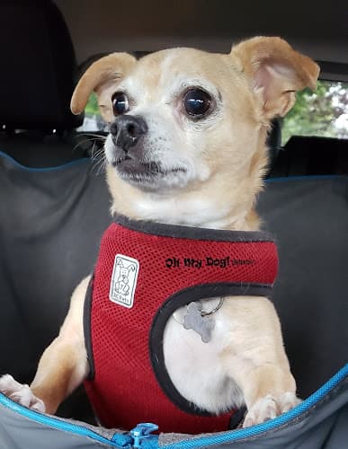 Dog walker Oh My Dog! (Sitters) LLC Beaverton