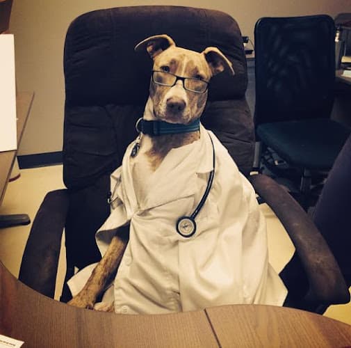 Dog walker Ohana Animal Hospital Livermore