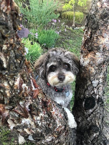 Dog walker One Lucky Dog Pet Sitting & Dog Walking Thousand Oaks