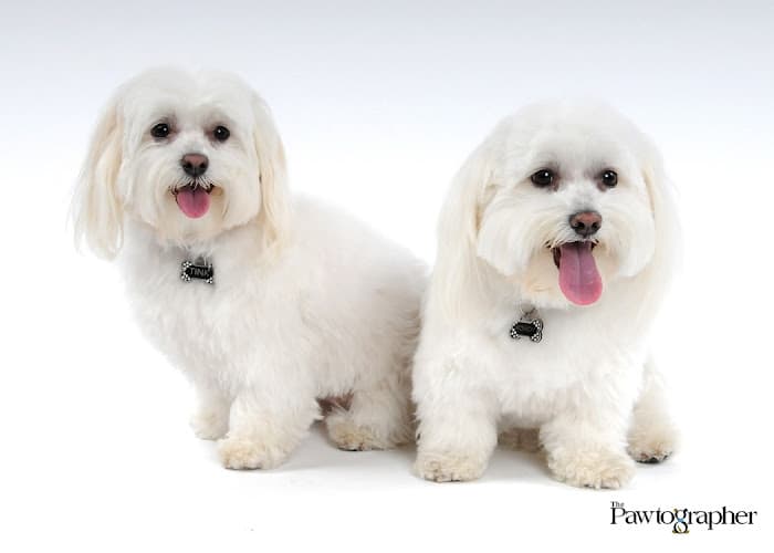 Dog walker Orange Couny Pet Companions Mission Viejo