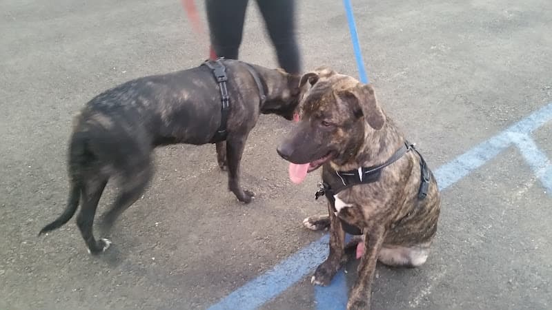 Dog walker Orange Dog Park Association Orange