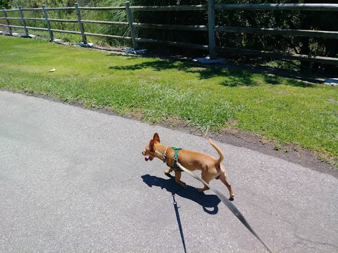Dog walker Oso Creek Trail Mission Viejo