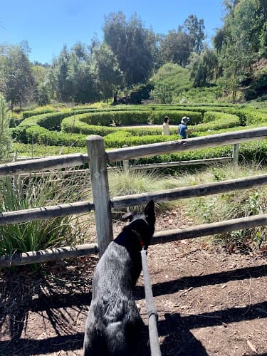 Dog walker Oso Creek Trailhead Mission Viejo