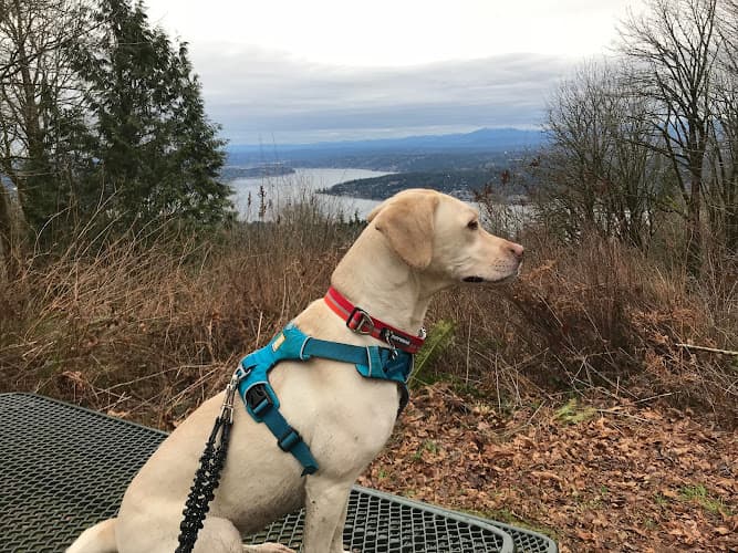 Dog walker Pacific Dog Running Club Eugene