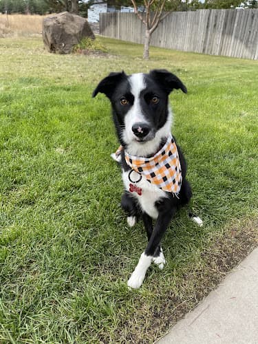 Dog walker Pampered Pets Spokane
