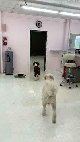 Dog walker Pasadena Pet Pasadena