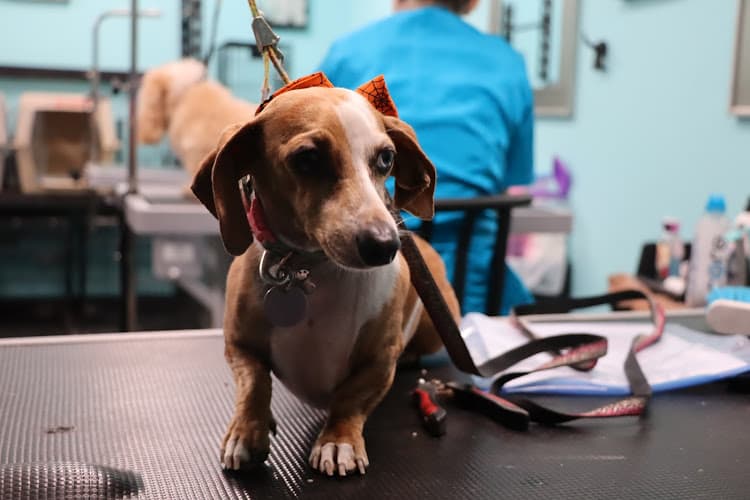 Dog walker Paw Spa Hesperia