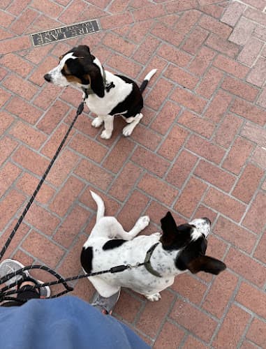 Dog walker Pawlly Walks Chula Vista