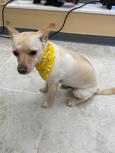 Dog walker Paws and Co West Covina