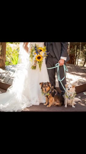 Dog walker Paws In Good Care by Stephanie San Marcos