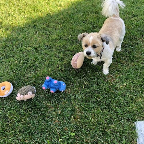 Dog walker Paws Into Grace Escondido