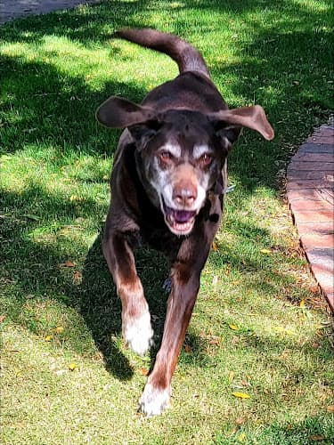 Dog walker Pawtails Pet Sitting Services Escondido