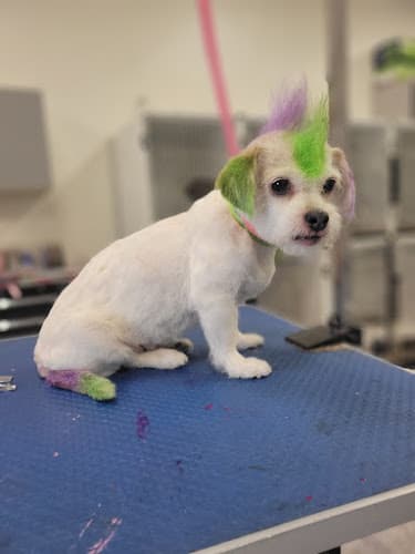 Dog walker Perky Pooch Victorville