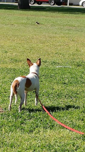 Dog walker Perris Hill Park San Bernardino