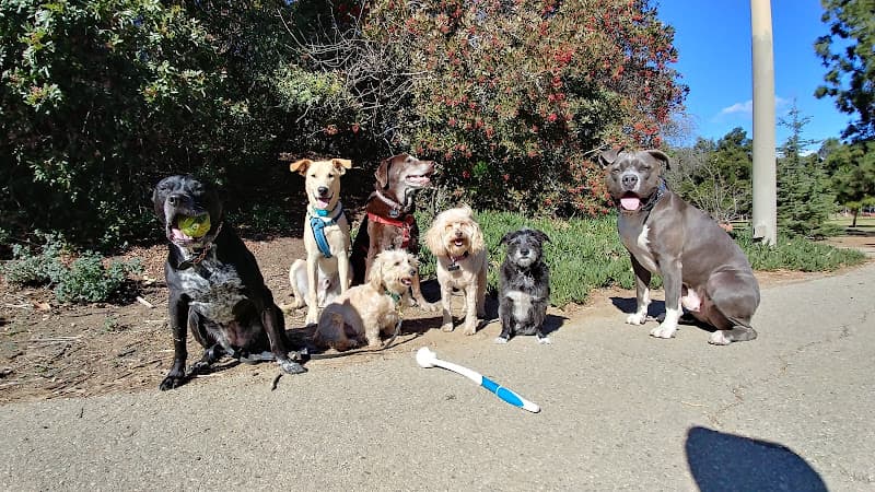 Dog walker Pet Care by Tiger Pasadena