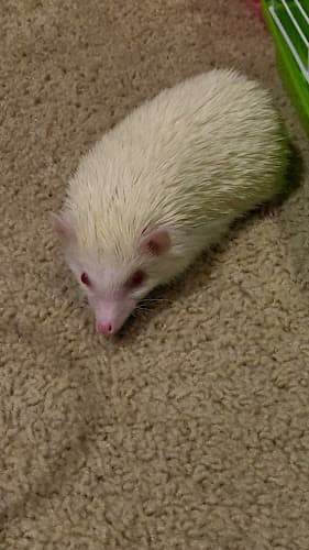 Dog walker Pet sitting at home Kent