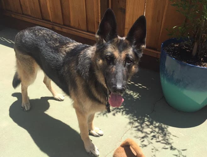 Dog walker Pet Sitting To The MAX Fremont