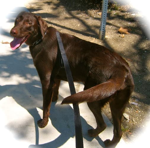 Dog walker Pet Visiting Mission Viejo