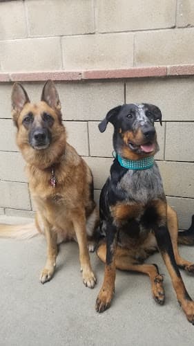 Dog walker Petagree Pet Sitting Glendale