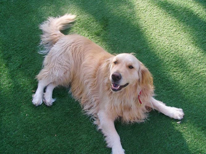 Dog walker Petopia Pet Resort Anaheim