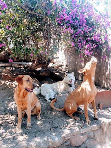 Dog walker Pets In Paradise Escondido