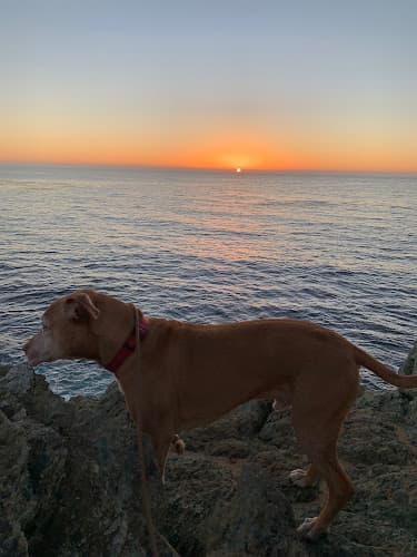 Dog walker Pet's Rest Cemetery and Crematory Daly City