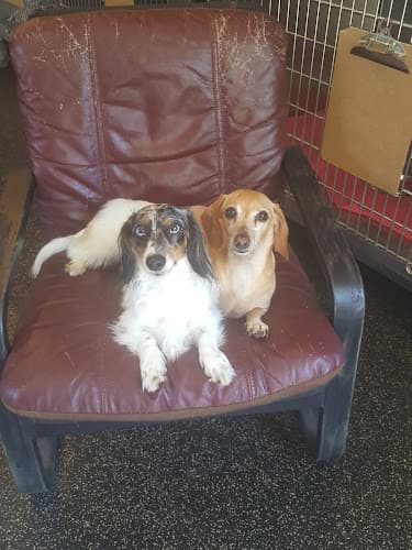 Dog walker Petville Pet Hotel San Marcos