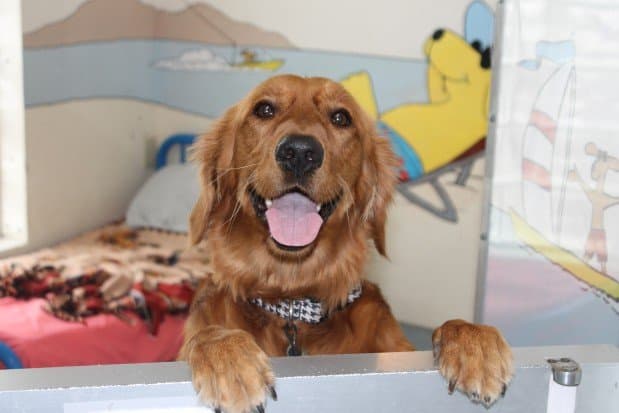Dog walker Plaza Del Amo Animal Hospital & Pet Keeper Torrance