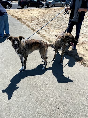 Dog walker Point Isabel Dog Park Richmond