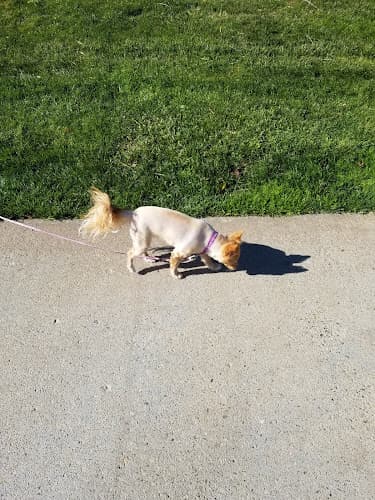 Dog walker Pooch N Purr Antioch