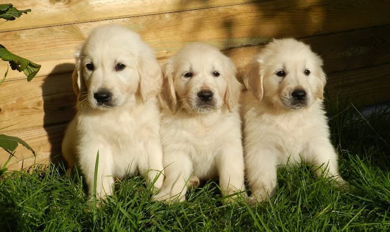 Dog walker Pooch Partners Simi Valley