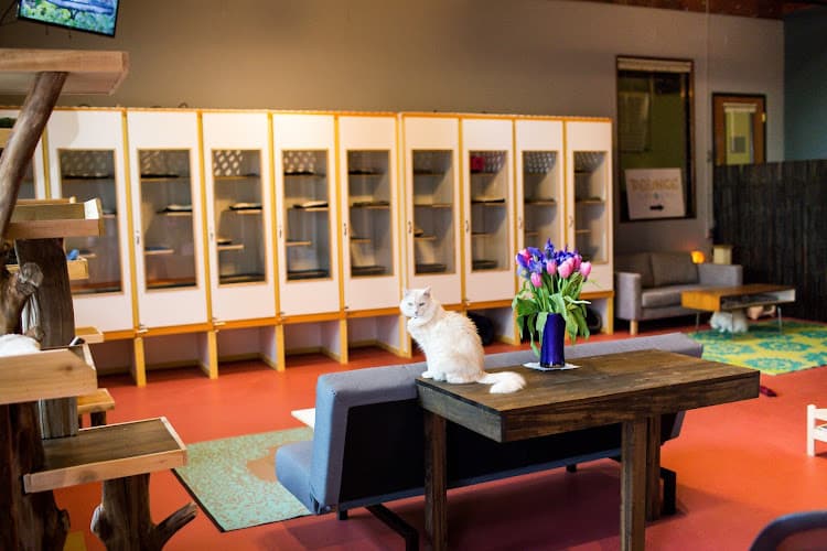 Dog walker Pounce Play and Stay - Cat Hotel Portland