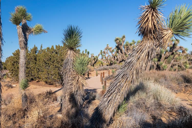 Dog walker Prime Desert Woodland Preserve Lancaster